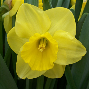 Narcissus (Daffodil) 'Camelot' Pot Full